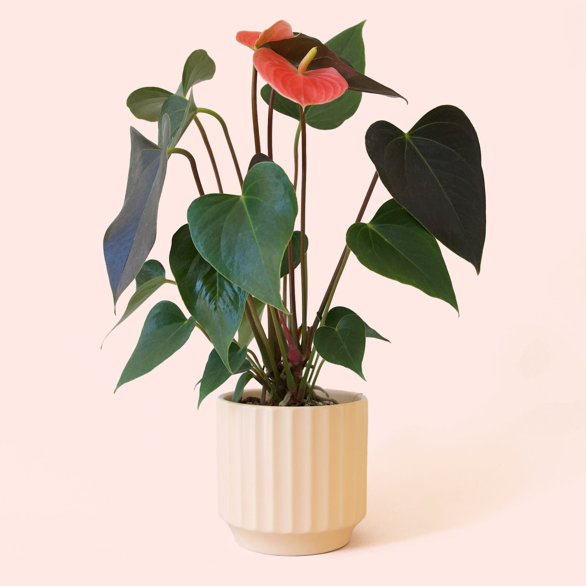 Anthurium | Rainbow Champion