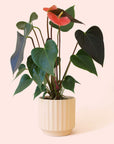 Anthurium | Rainbow Champion