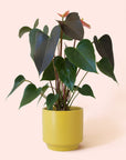 Anthurium | Rainbow Champion