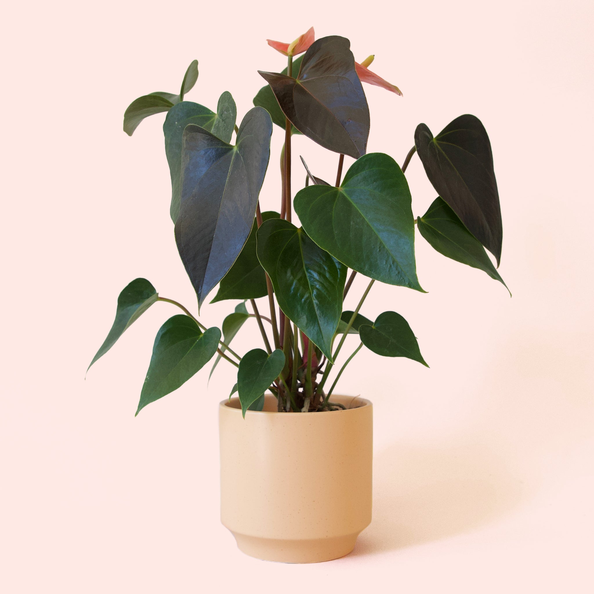 Anthurium | Rainbow Champion