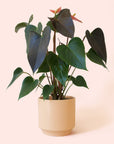 Anthurium | Rainbow Champion