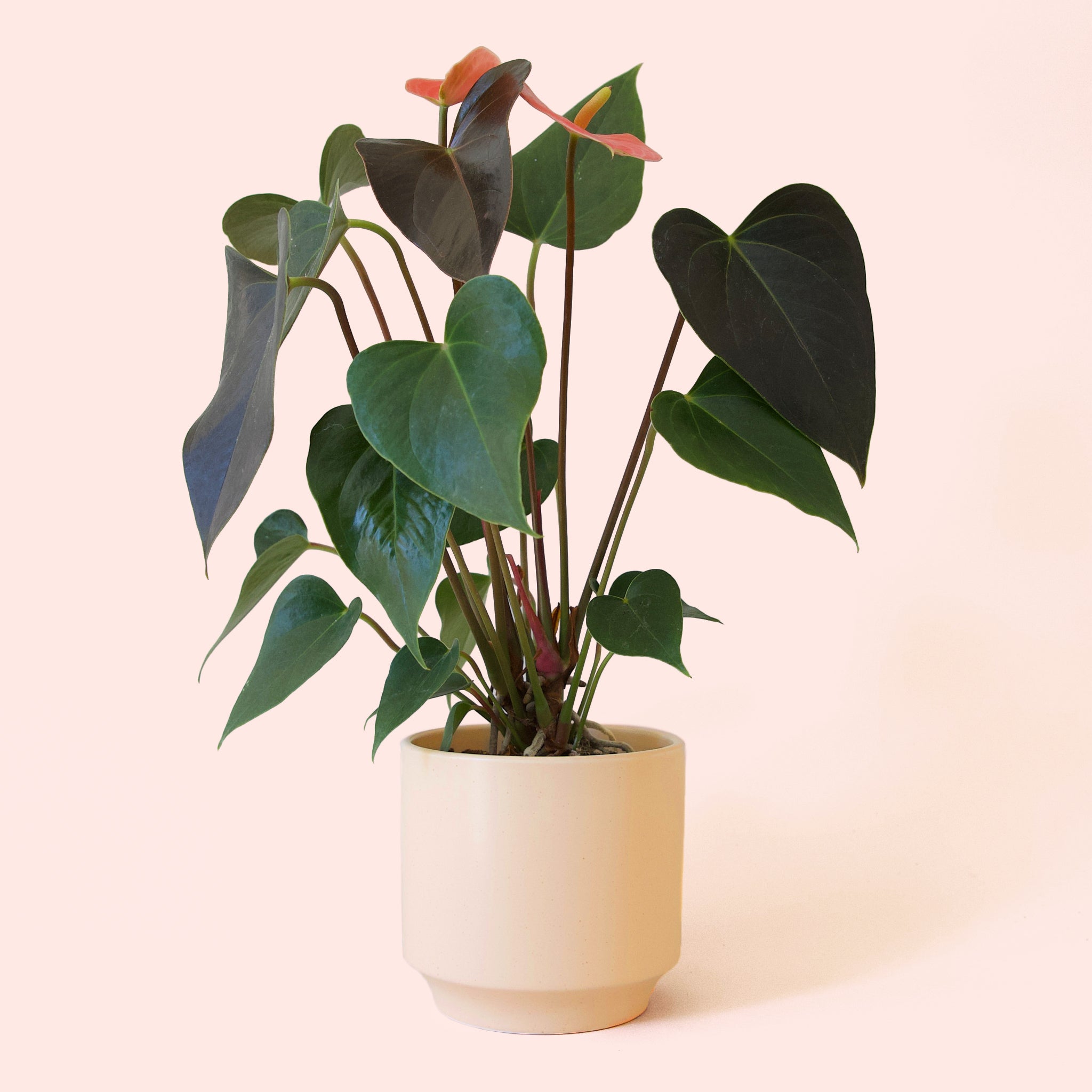 Anthurium | Rainbow Champion