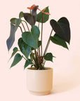 Anthurium | Rainbow Champion