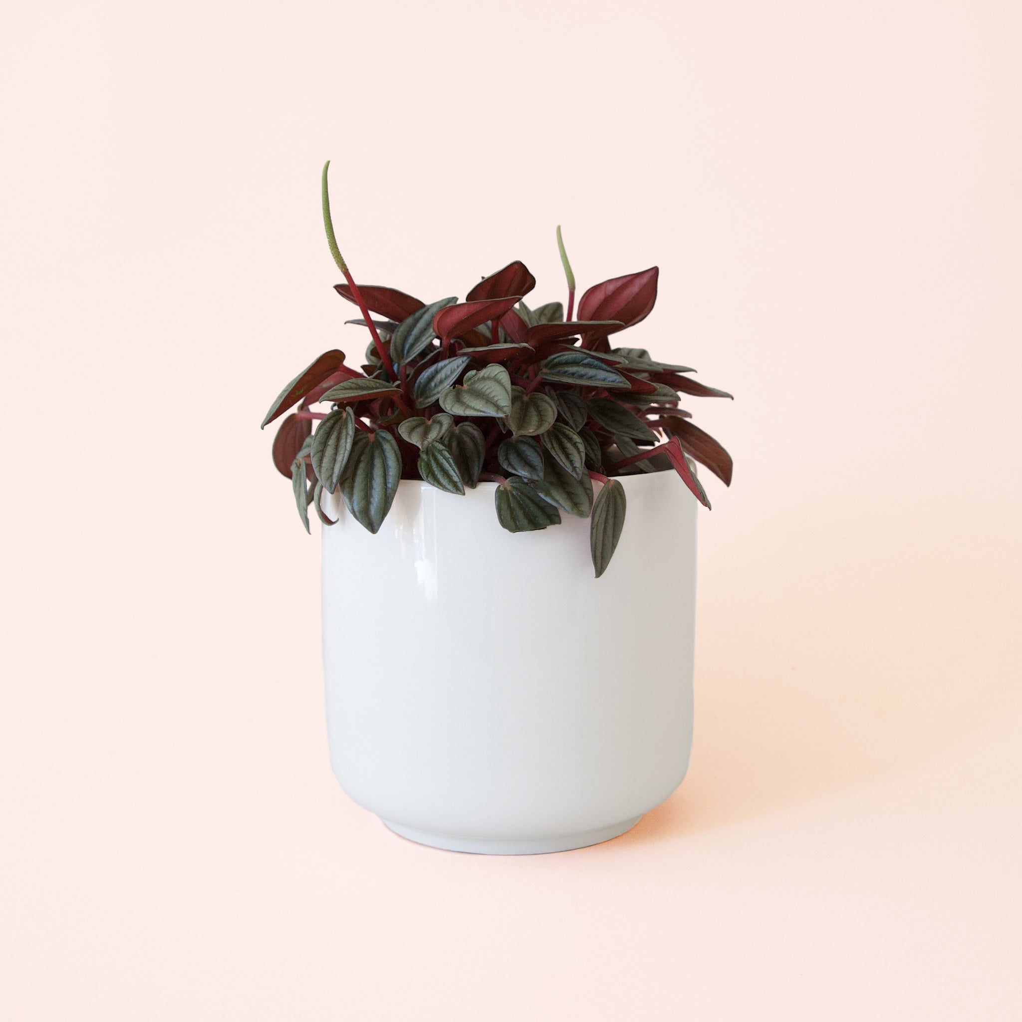 Peperomia | San Marino