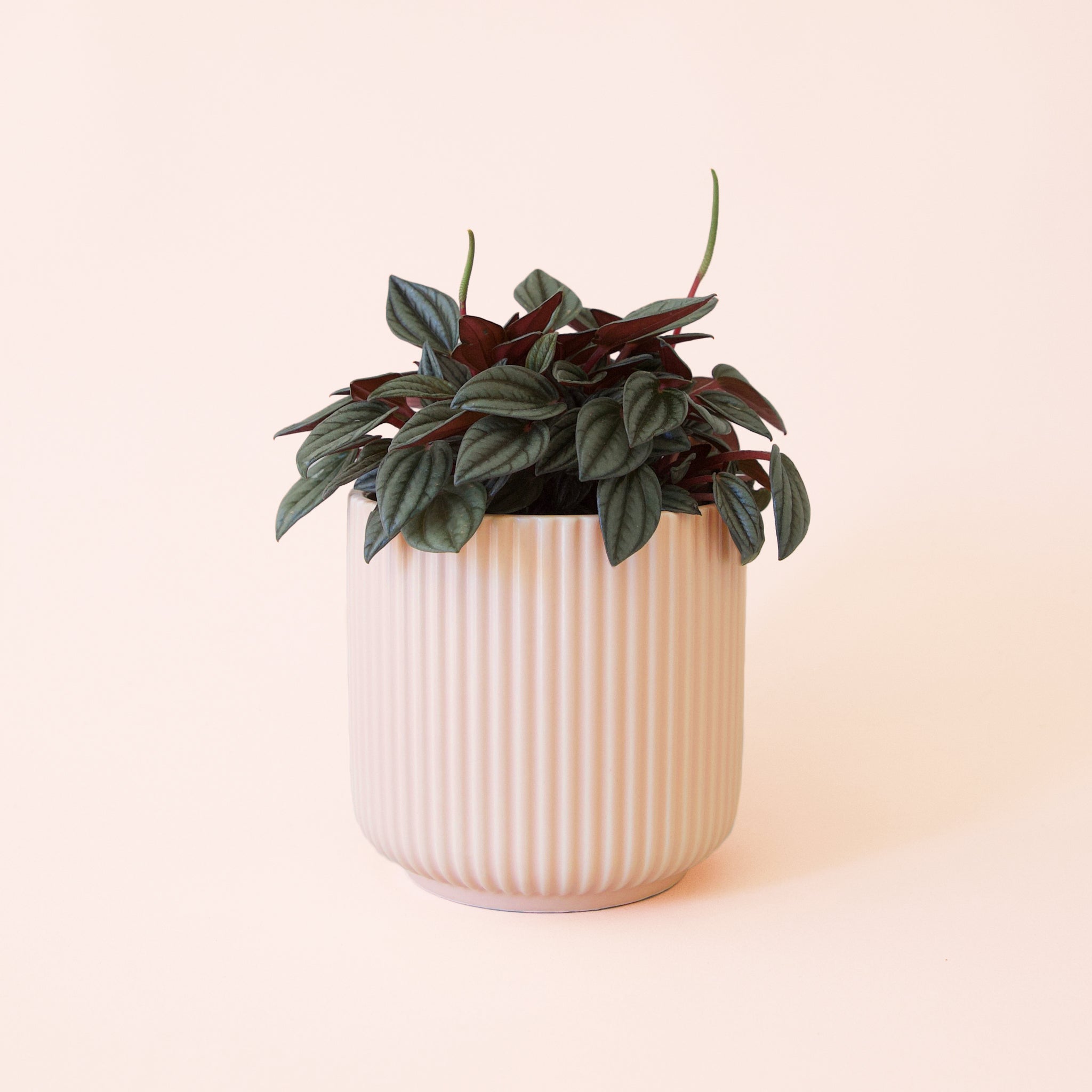 Peperomia | San Marino