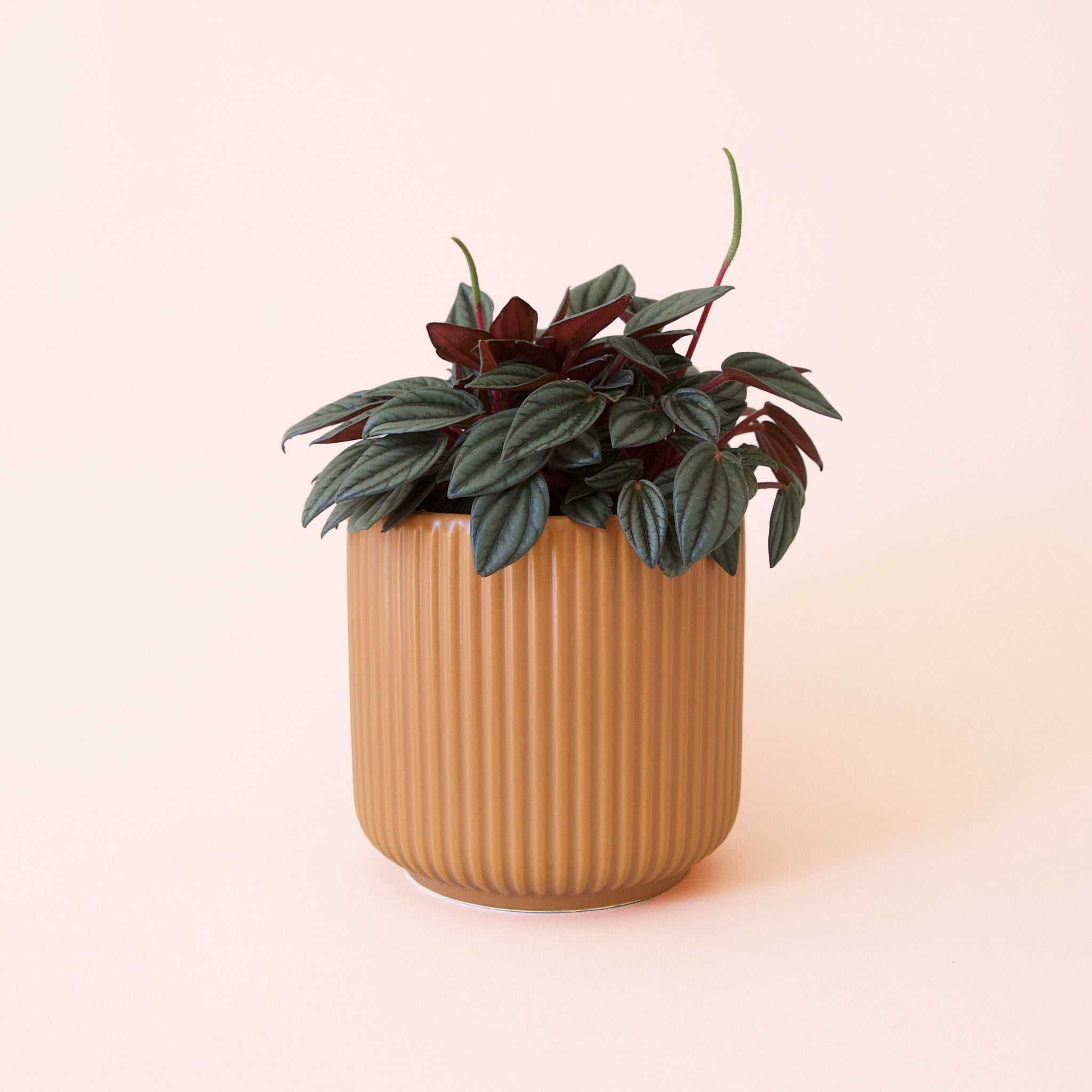 Peperomia | San Marino