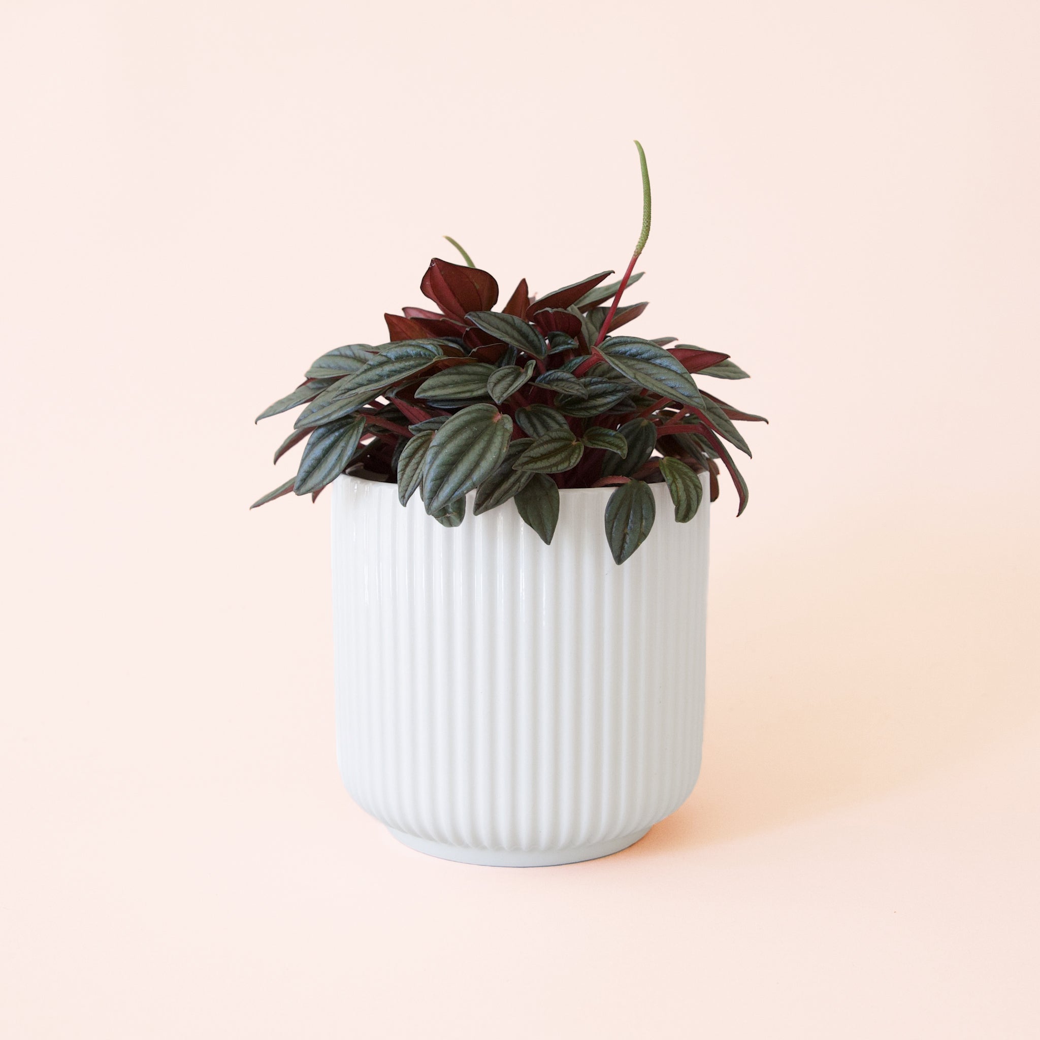 Peperomia | San Marino