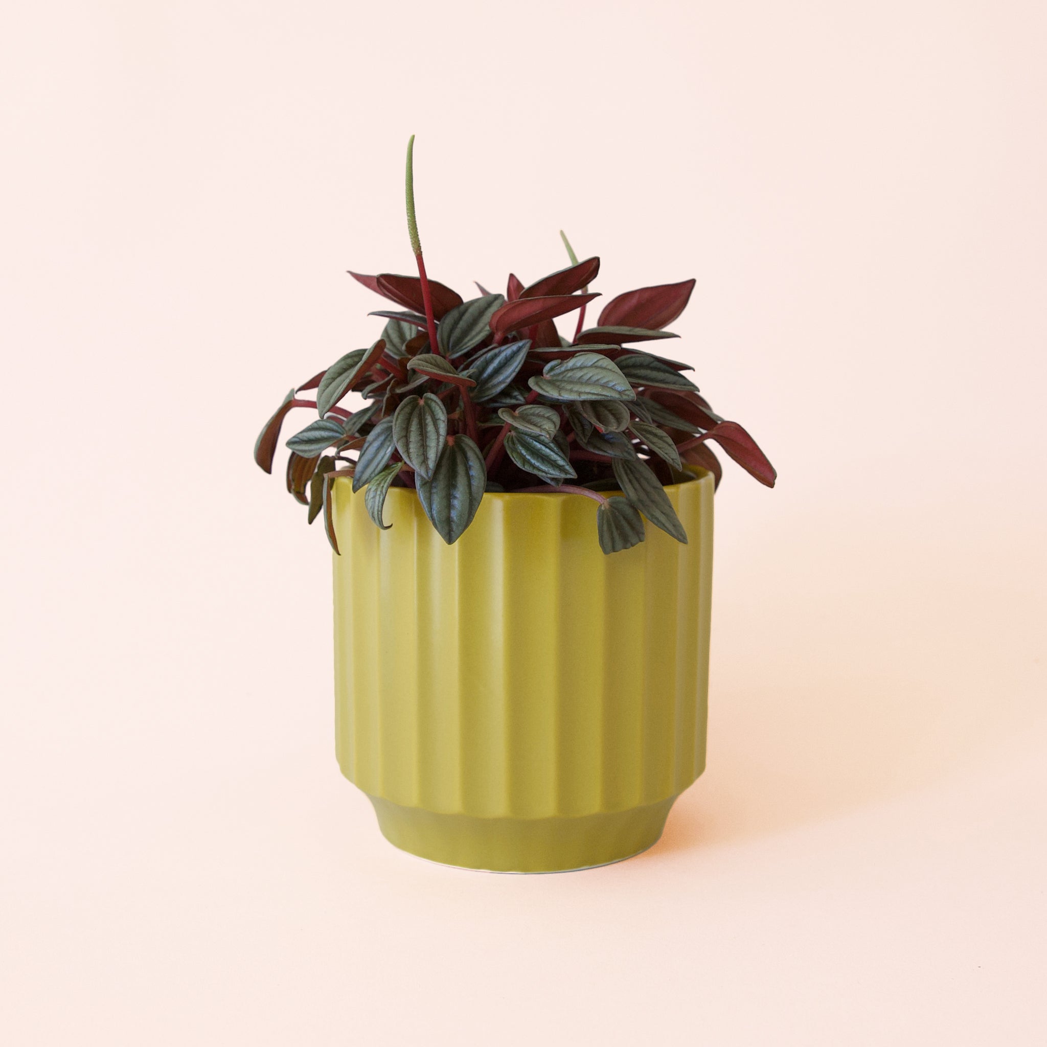 Peperomia | San Marino