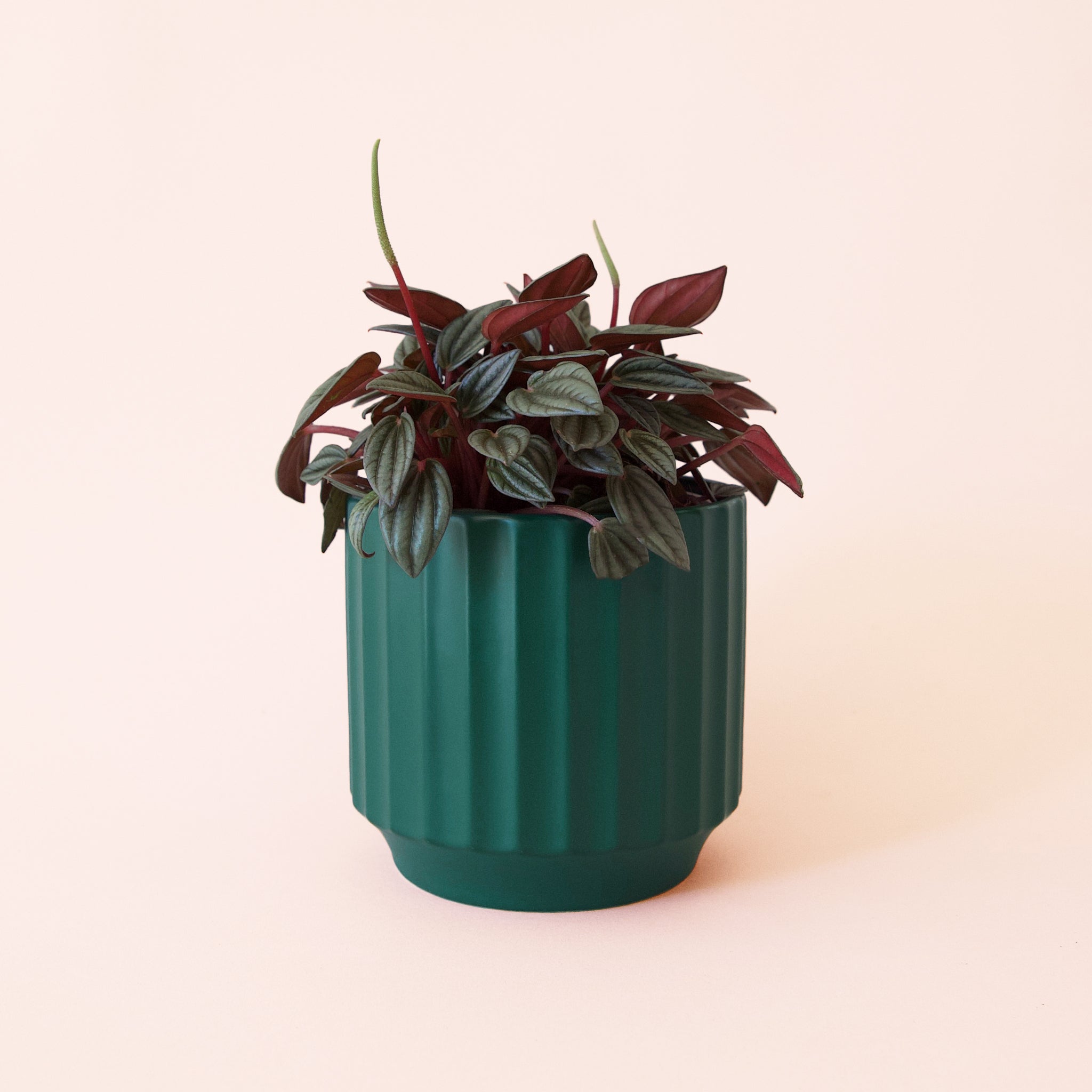 Peperomia | San Marino