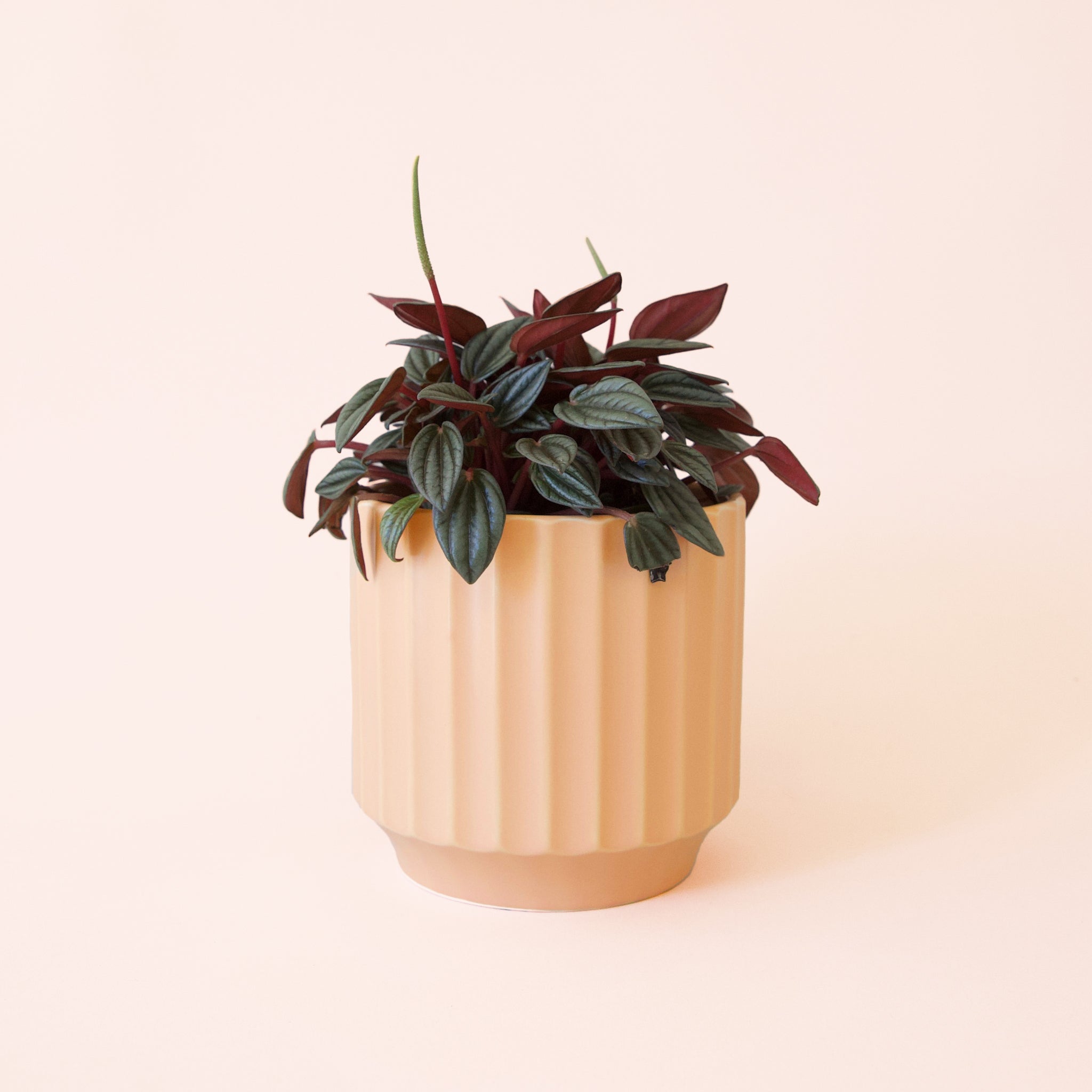 Peperomia | San Marino