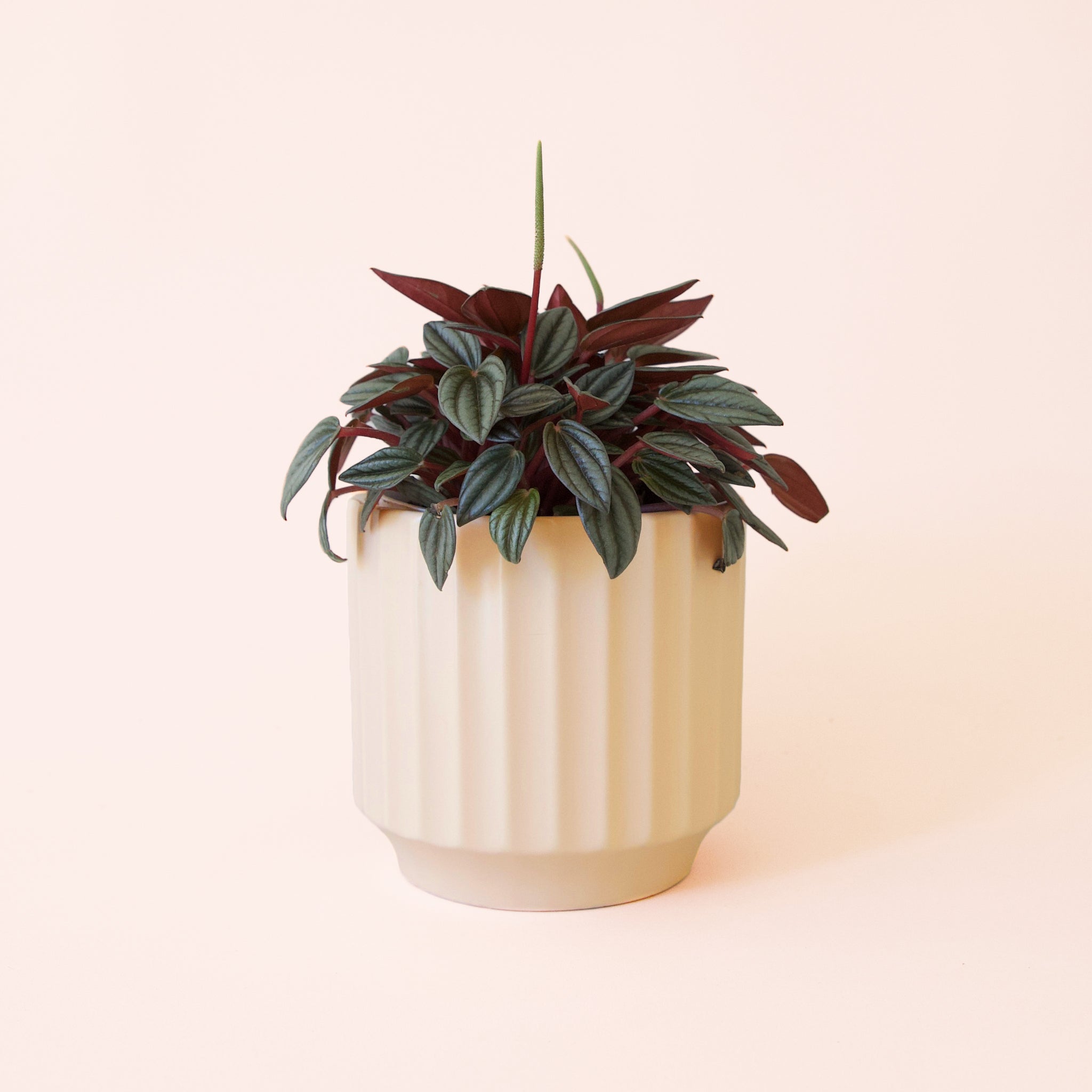 Peperomia | San Marino