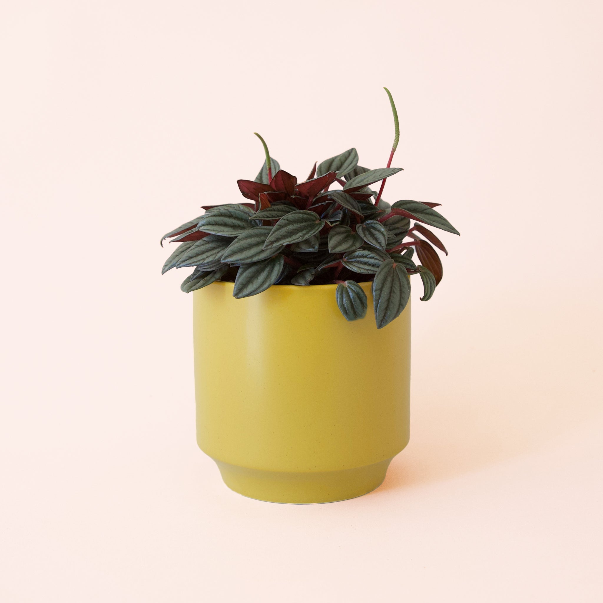 Peperomia | San Marino