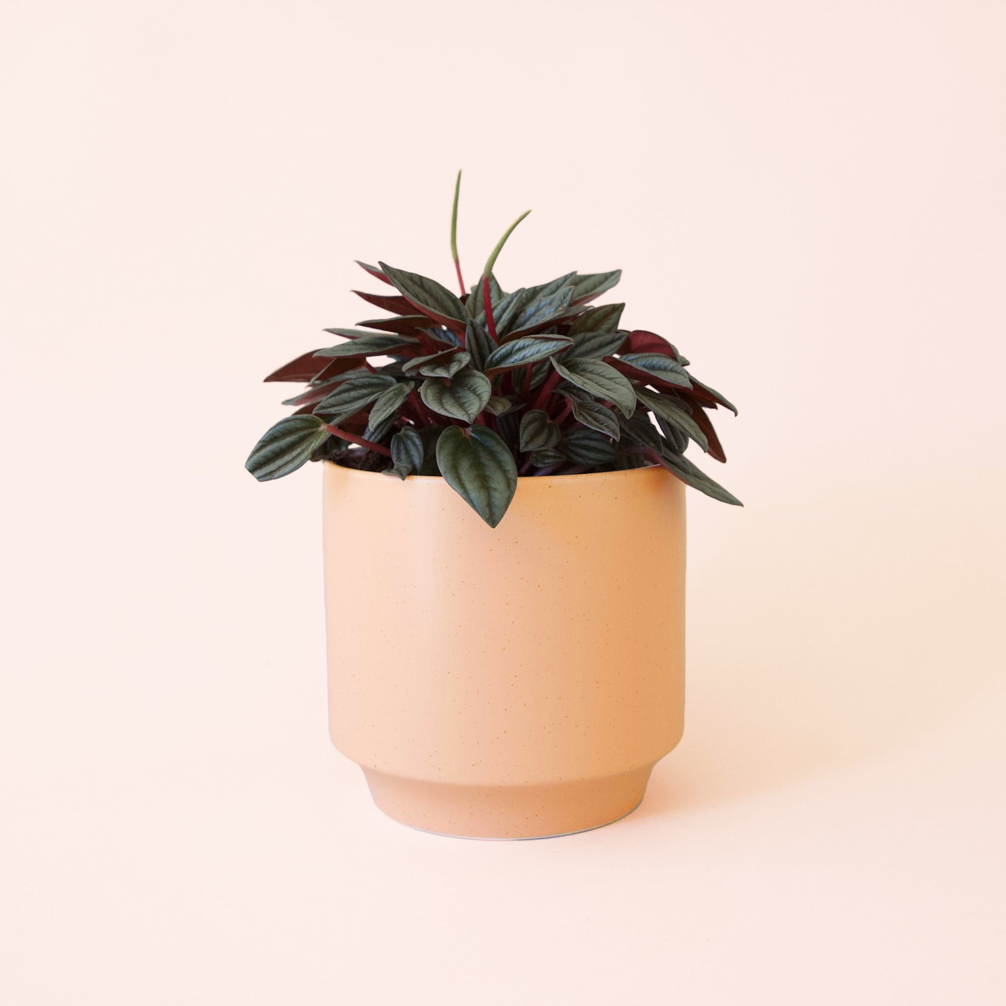 Peperomia | San Marino