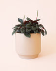 Peperomia | San Marino