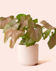 Syngonium | Arrowhead Pink