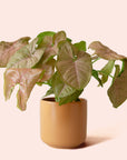 Syngonium | Arrowhead Pink