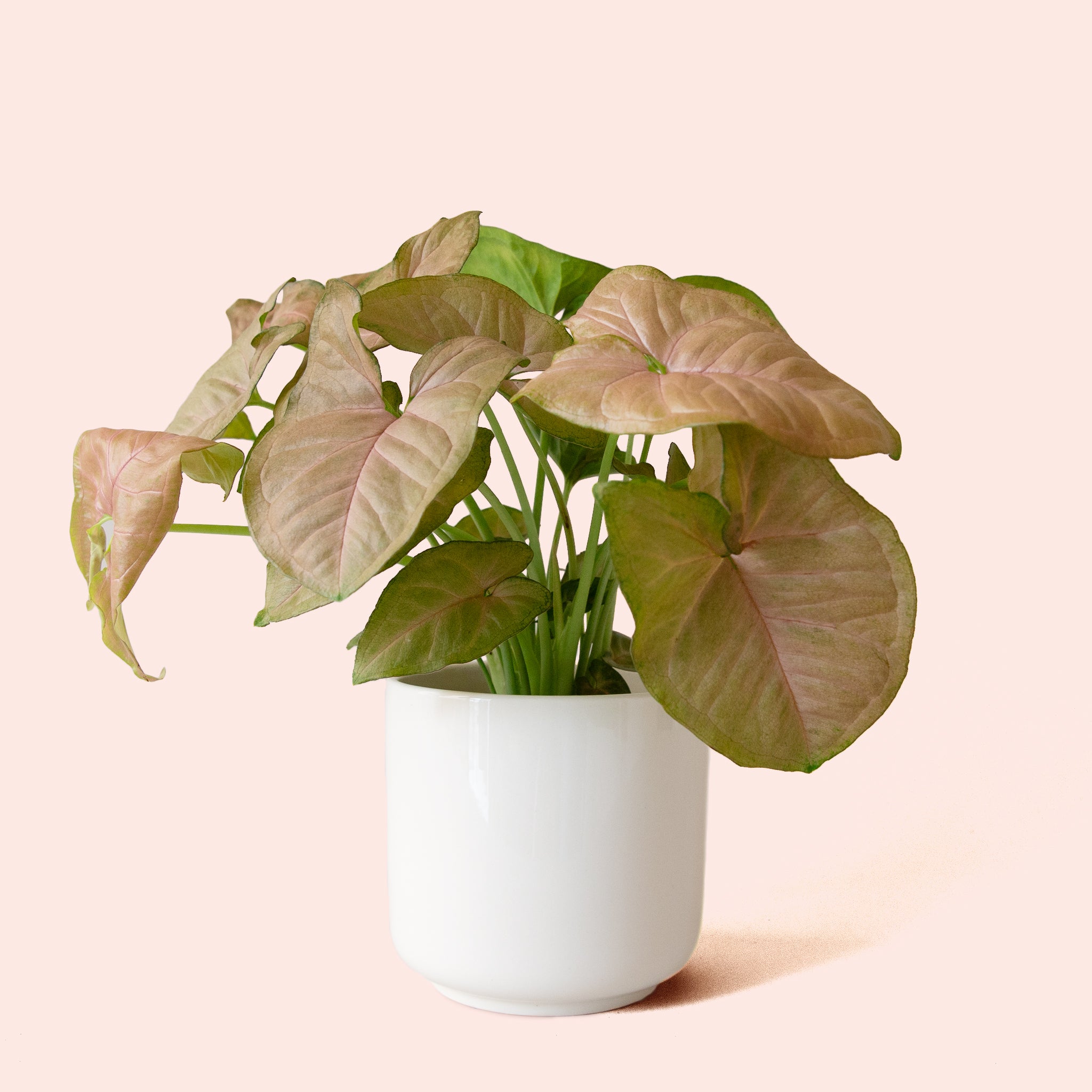 Syngonium | Arrowhead Pink