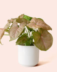 Syngonium | Arrowhead Pink