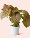 Syngonium | Arrowhead Pink