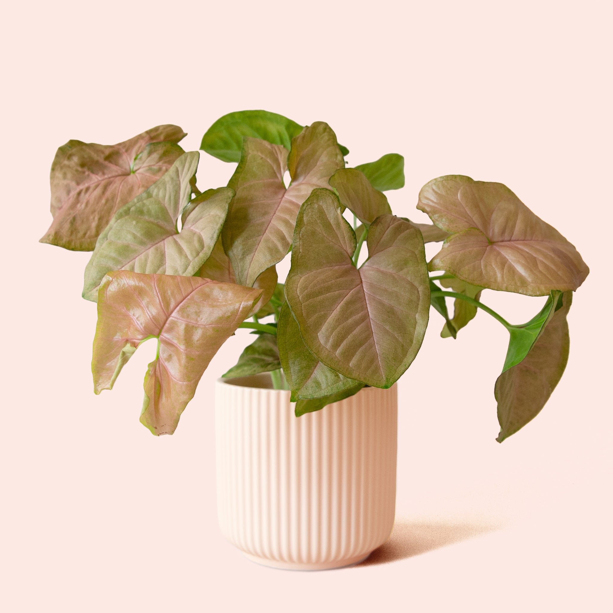 Syngonium | Arrowhead Pink