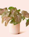 Syngonium | Arrowhead Pink