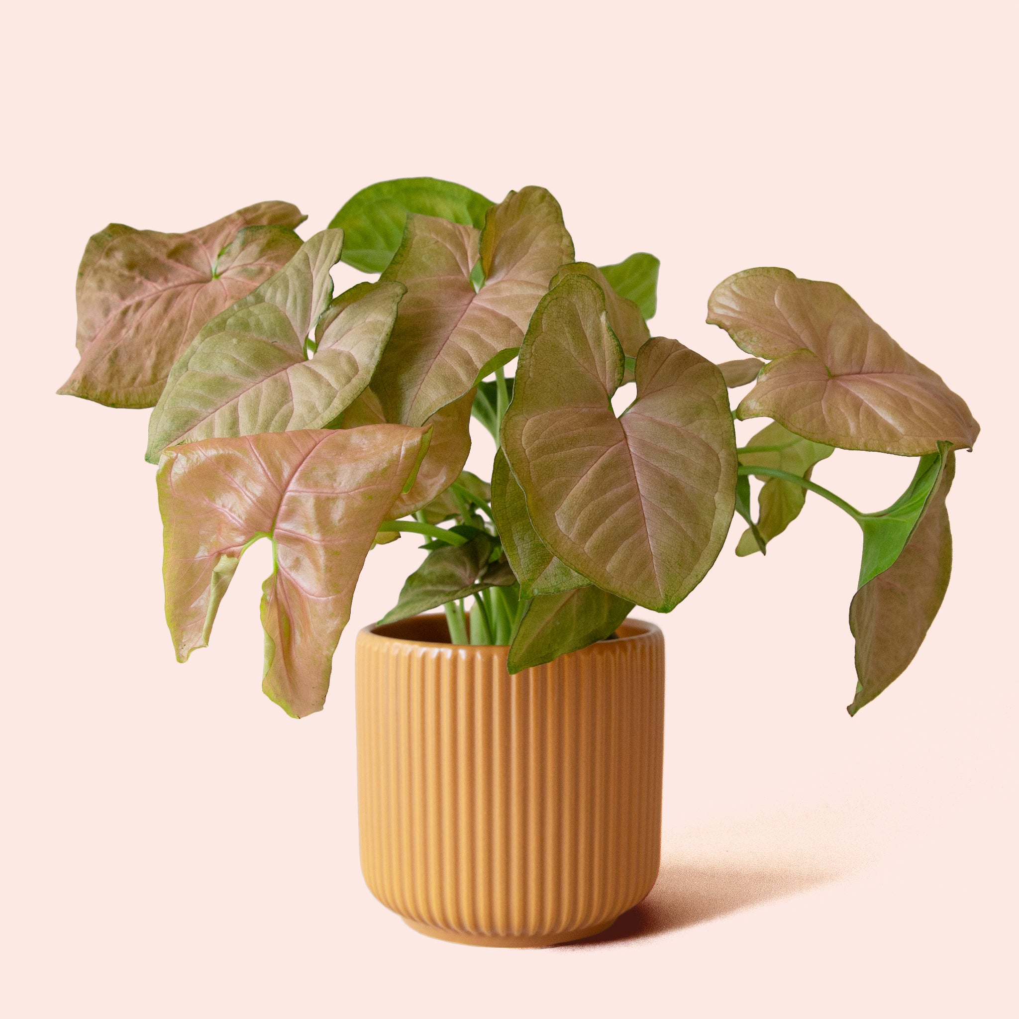 Syngonium | Arrowhead Pink