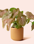 Syngonium | Arrowhead Pink