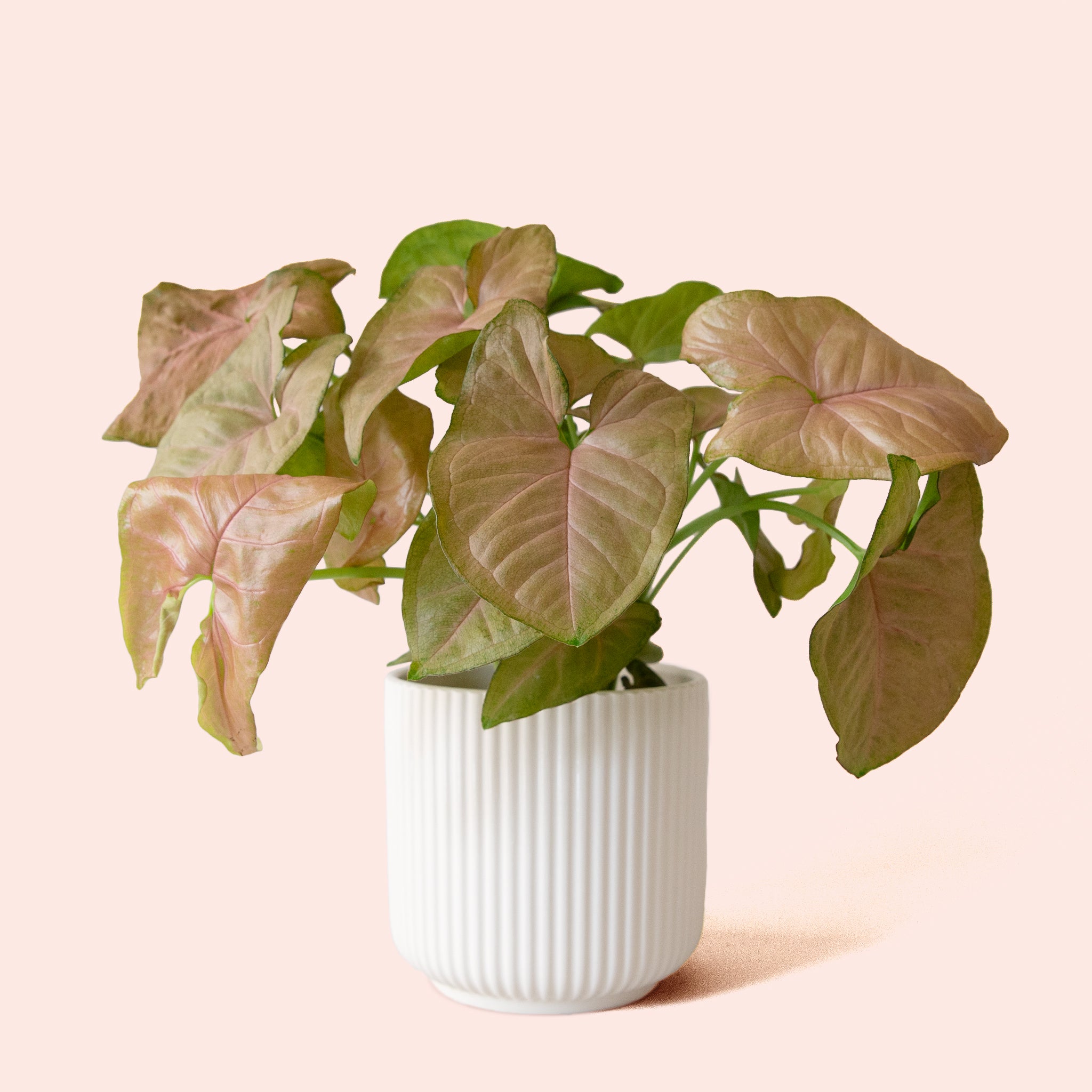 Syngonium | Arrowhead Pink