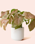 Syngonium | Arrowhead Pink