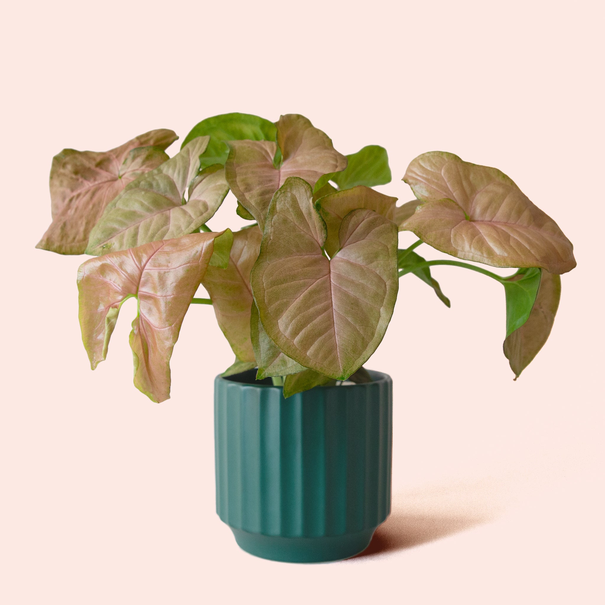 Syngonium | Arrowhead Pink