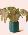 Syngonium | Arrowhead Pink