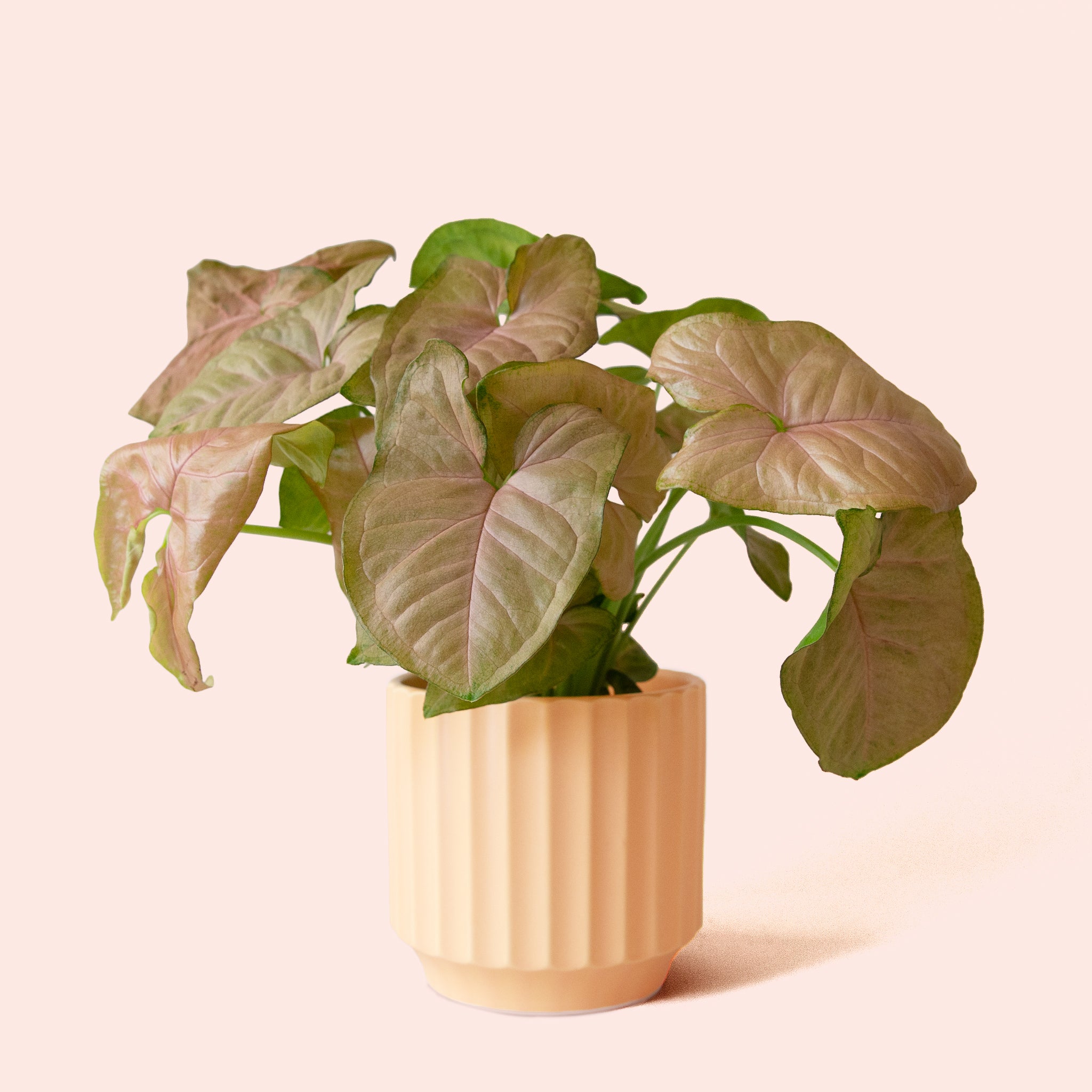 Syngonium | Arrowhead Pink