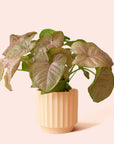 Syngonium | Arrowhead Pink