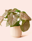 Syngonium | Arrowhead Pink