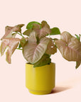 Syngonium | Arrowhead Pink