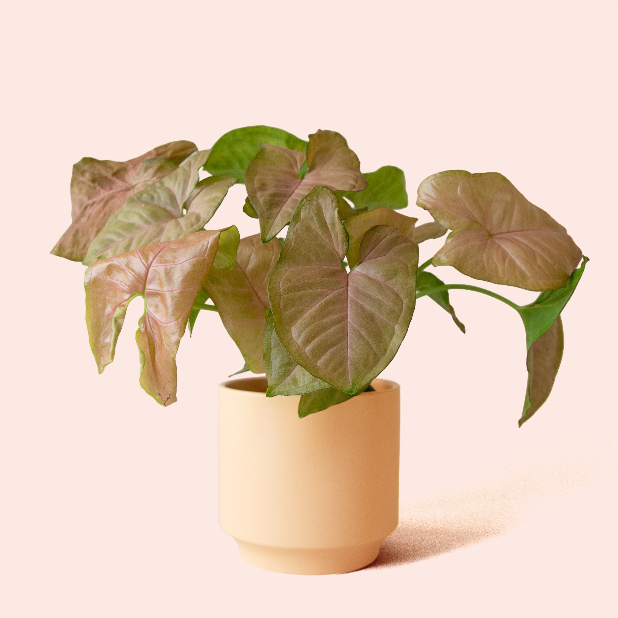 Syngonium | Arrowhead Pink