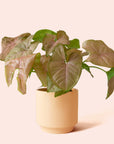 Syngonium | Arrowhead Pink