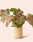 Syngonium | Arrowhead Pink