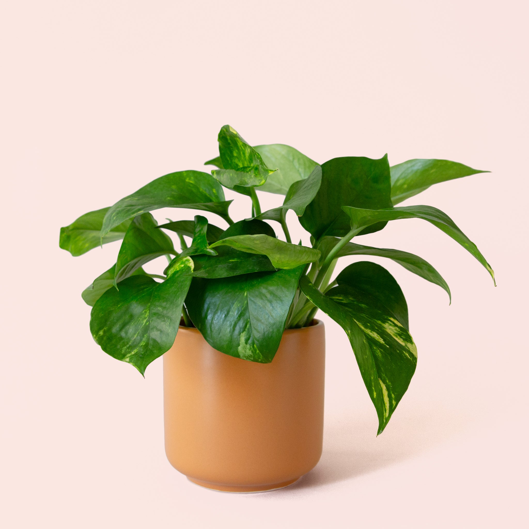 Pothos | Variegated