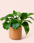 Pothos | Variegated