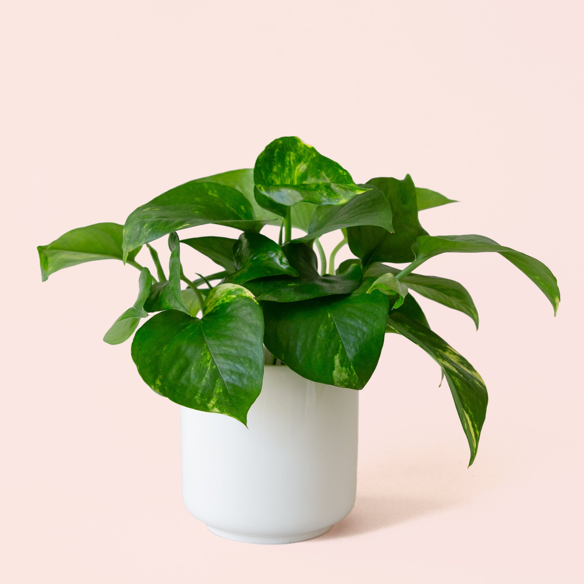 Pothos | Variegated