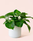 Pothos | Variegated