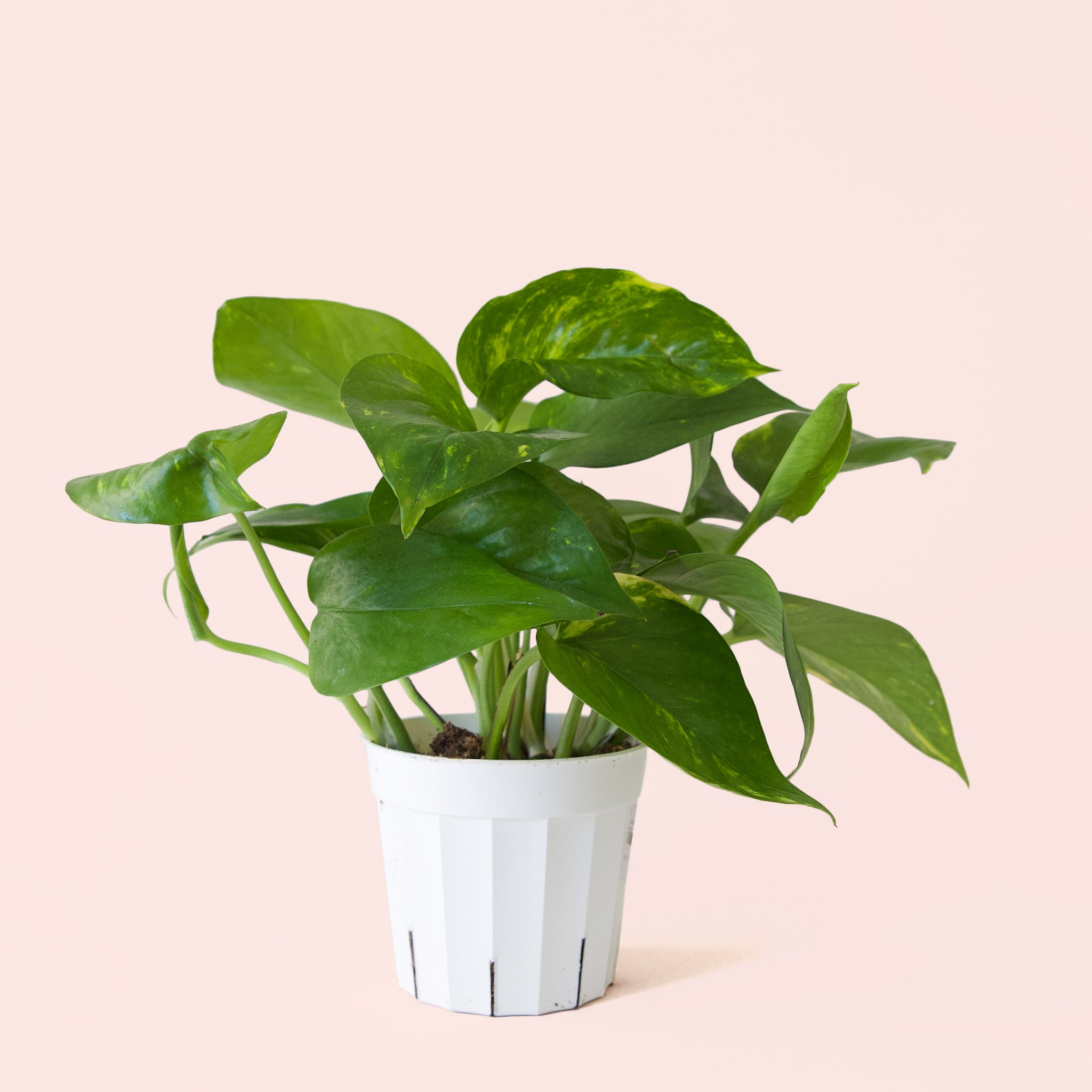 Pothos | Variegated