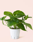 Pothos | Variegated