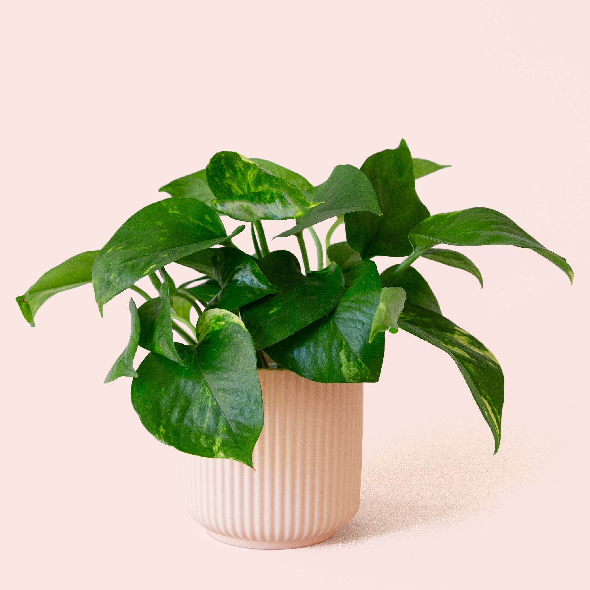 Pothos | Variegated