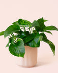 Pothos | Variegated