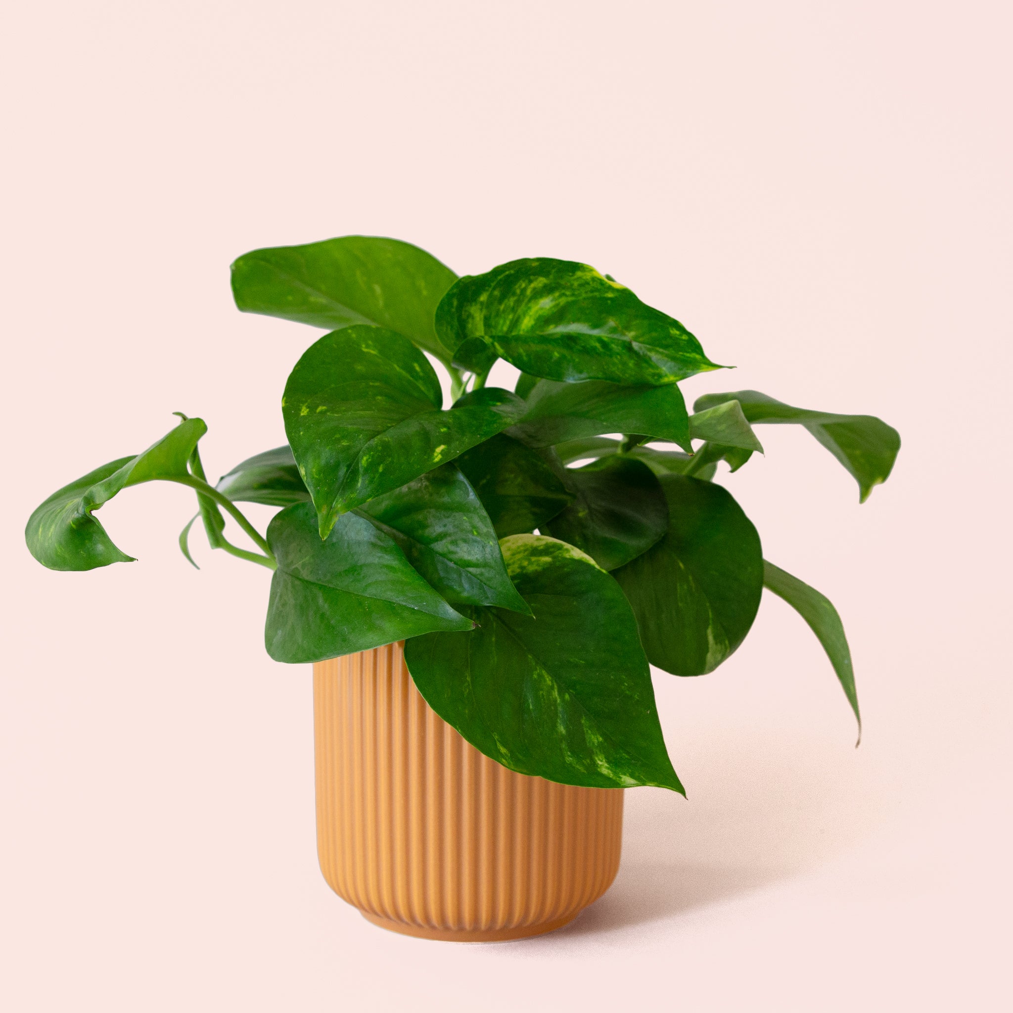 Pothos | Variegated