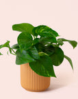 Pothos | Variegated