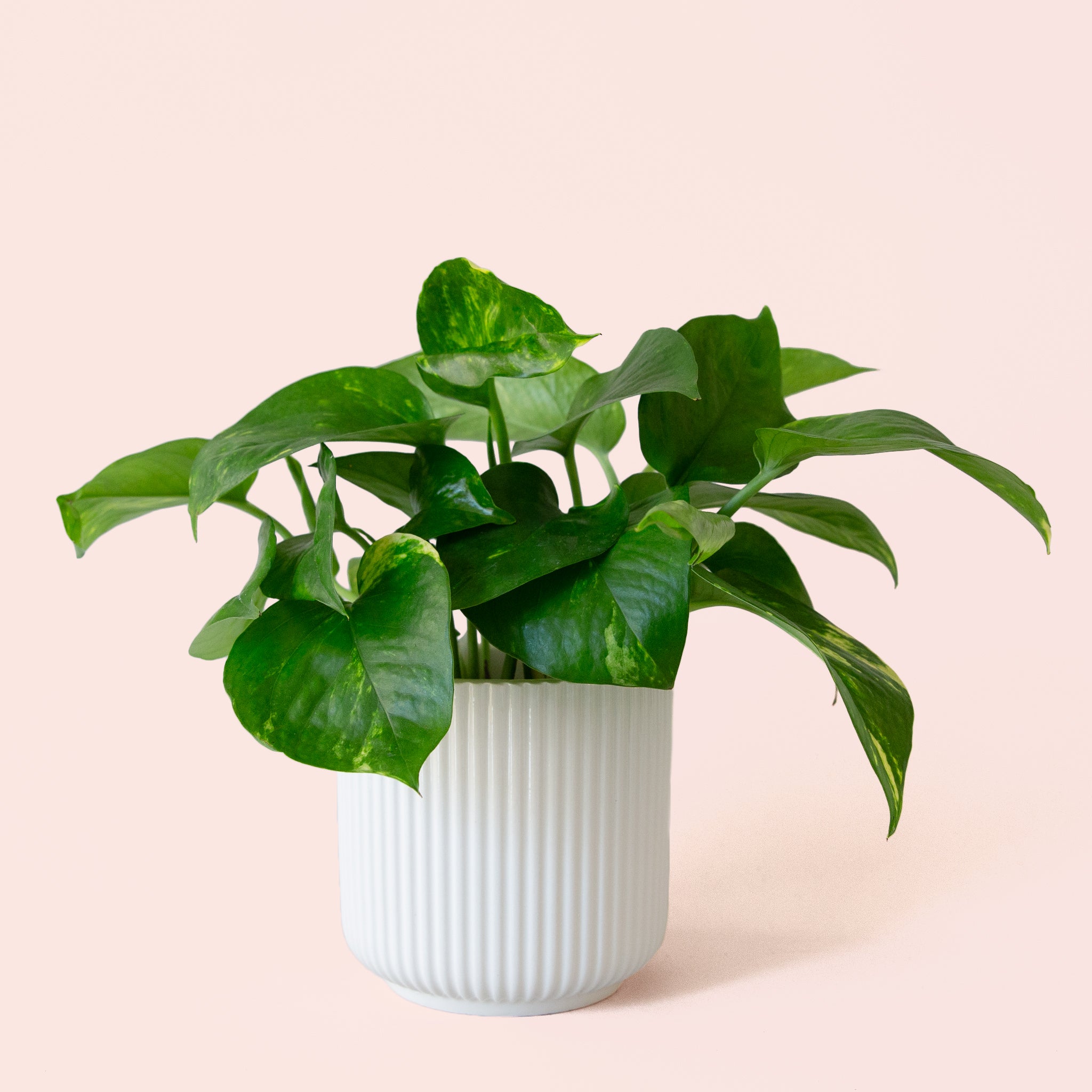 Pothos | Variegated