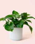 Pothos | Variegated